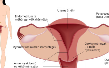 Méhnyak