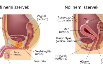 Nemi szervrendszer
