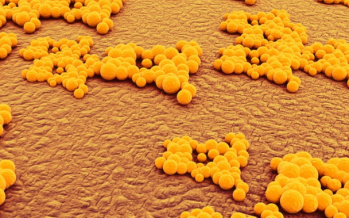 Aranysárga staphylococcus