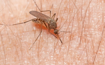 Japán encephalitis