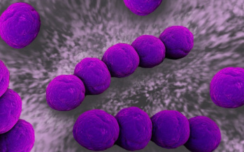 Streptococcus
