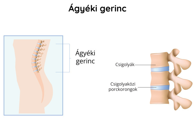 Ágyéki gerinc