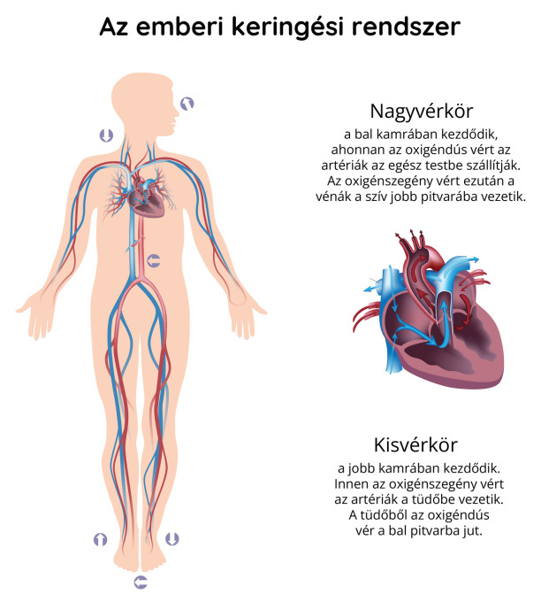 Az ember keringési rendszere