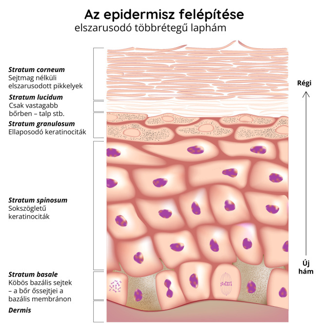 Az epidermisz (bőr) felépítése