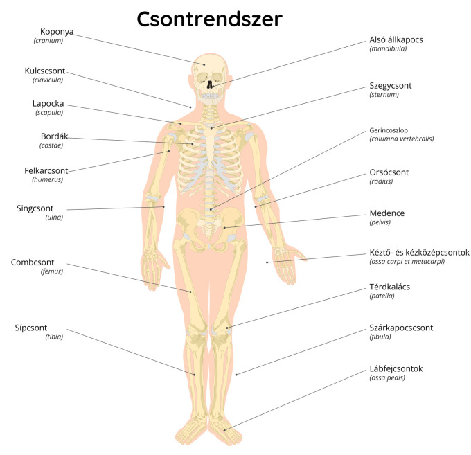 Csontrendszer