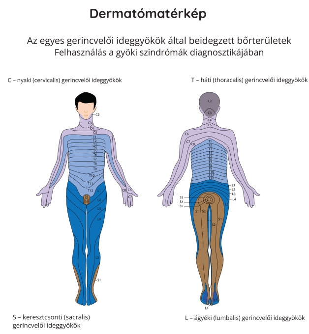 A dermatómák térképe