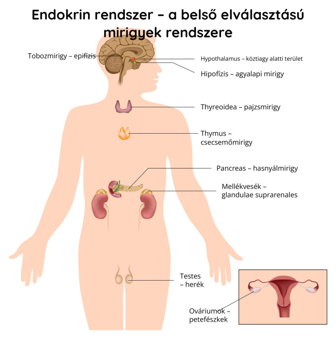 Endokrin rendszer – a belső elválasztású mirigyek rendszere