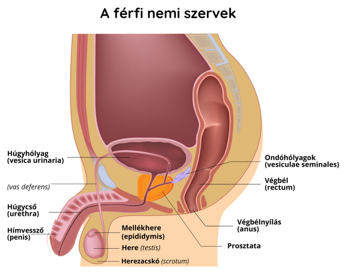 Férfi nemi szervek