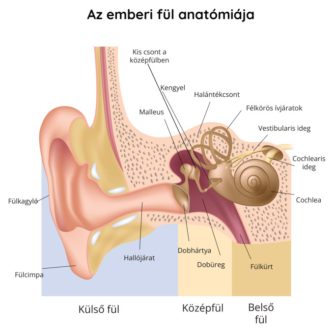 Az emberi fül anatómiája