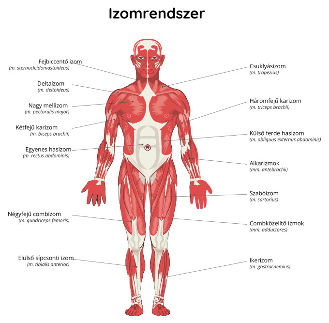 Izomrendszer