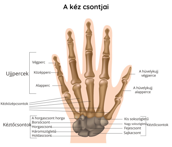 A kéz csontjai
