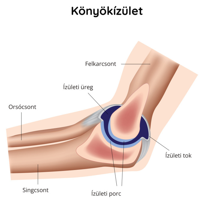Könyökízület
