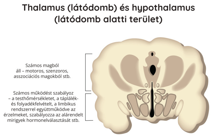 Thalamus (látótelep) és hypothalamus
