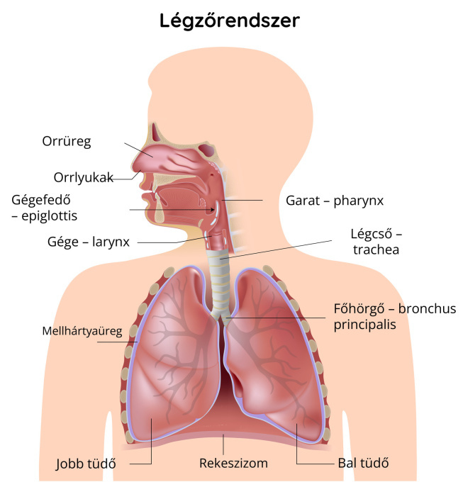 A légzőrendszer felépítése