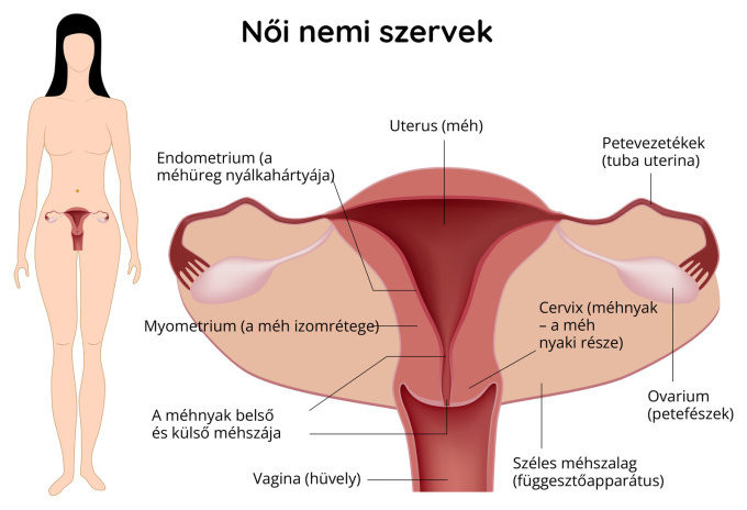 Női reproduktív szervek