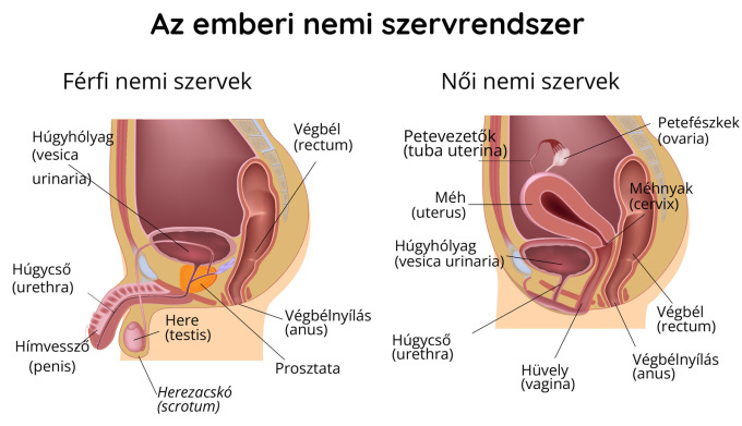 Férfi és női nemi szervek