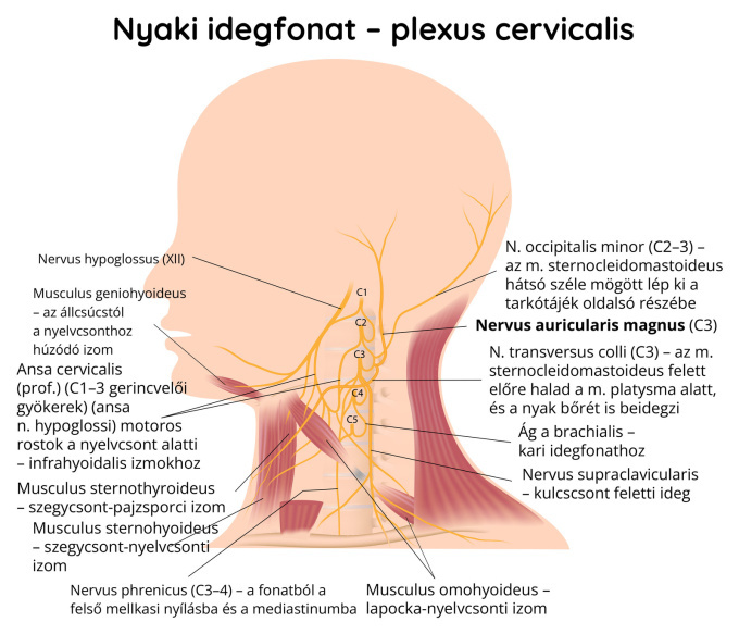 Nyaki idegfonat – plexus cervicalis