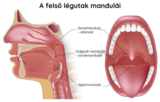 A felső légutak nyirokcsomói