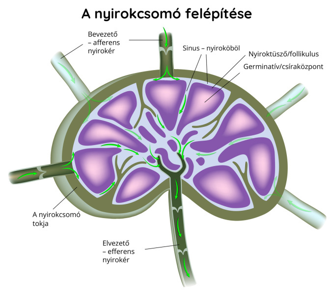 A nyirokcsomó felépítése