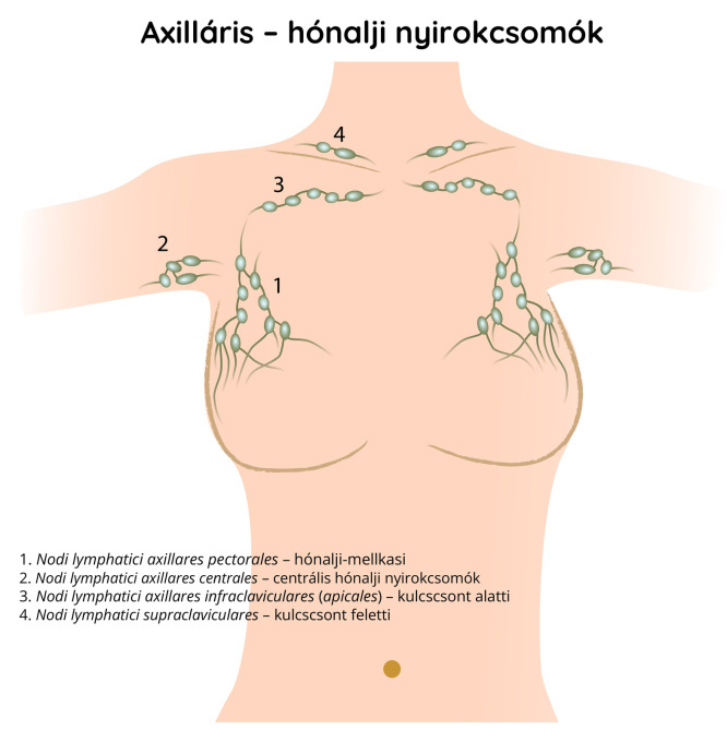 Hónalji (axillaris) nyirokcsomók