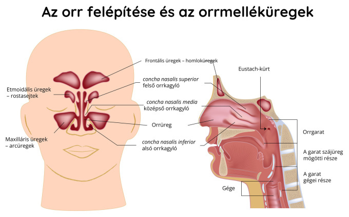 Az orr és az orrüreg