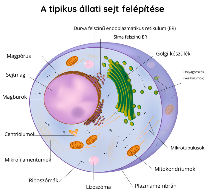 A tipikus állati sejt felépítése