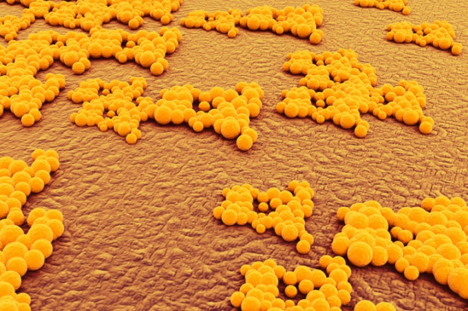 Aranysárga staphylococcus