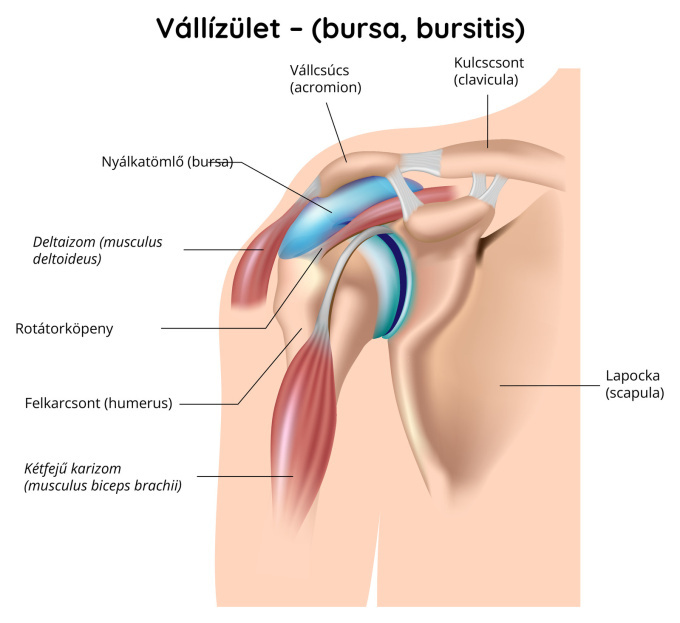 Vállízület – bursa, burzitisz