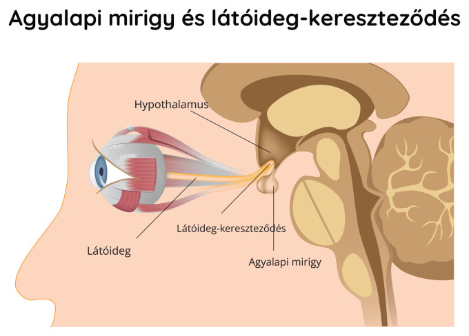 Hipofízis