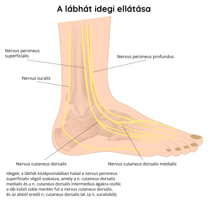A lábhát idegellátása
