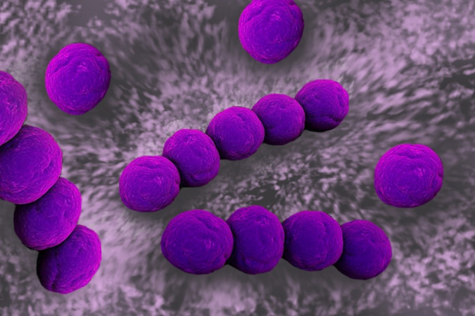 streptococcus