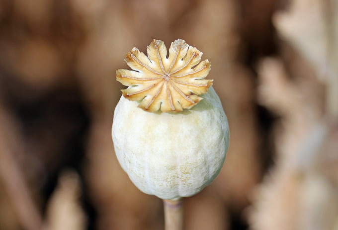 Mákgubó, ópium, heroin