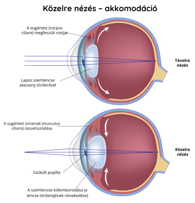 Közelre tekintés – akkomodáció