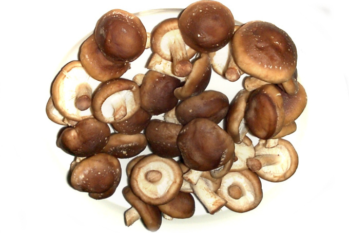 Shiitake – illatos fagomba